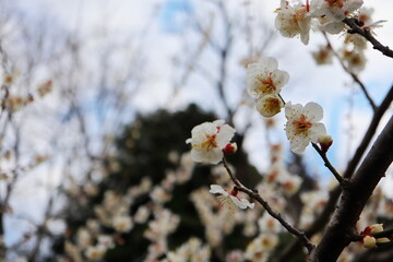 白い梅の花　紅さし