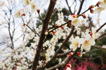 白い梅の花　紅さし