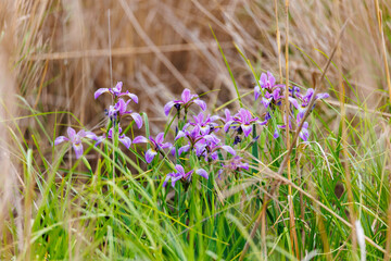 Northern Blue flag flowers in the wild