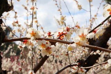 白い梅の花　大栗小梅
