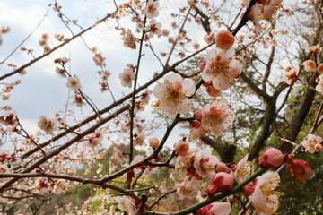 薄桃色の梅の花　鶯宿