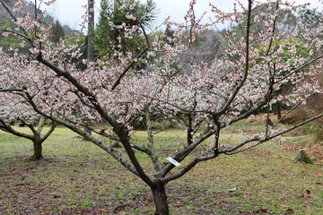薄桃色の梅の花　鶯宿