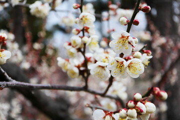 白い梅の花　八郎