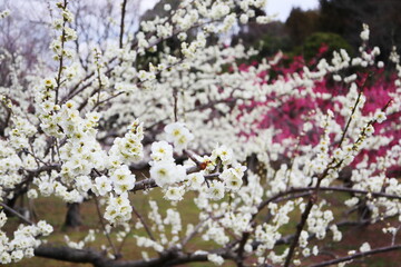白色の梅の花　白花梅