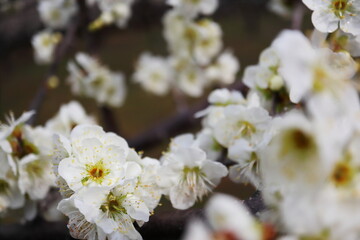 白色の梅の花　白花梅