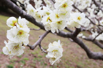 Obraz premium 白色の梅の花 白花梅