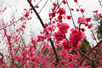 赤色の梅の花　赤花梅
