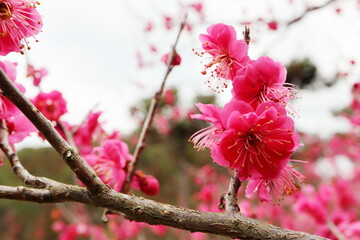 赤色の梅の花　赤花梅
