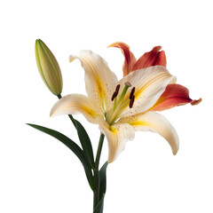 Fototapeta premium elegant lily flower isolated on white background