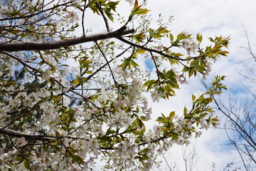山中に咲く山桜