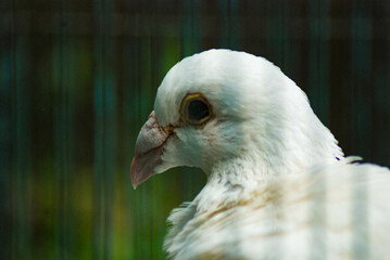 close up, The head of a white dove in a cage is being dried under the sun, round eyes and a red beak