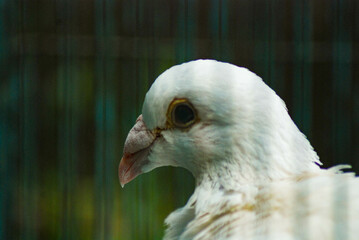 close up, The head of a white dove in a cage is being dried under the sun, round eyes and a red beak