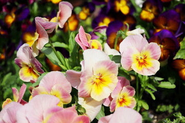 桃色のビオラの花