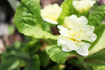 Obraz premium 赤紫色のビオラの花