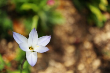 白地に紫色のハナニラ