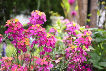 Obraz premium ピンク色のエリシマムの花