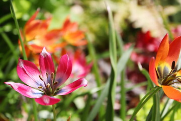 Fototapeta premium 原種チューリップ リトルビューティーとリトルプリンセス