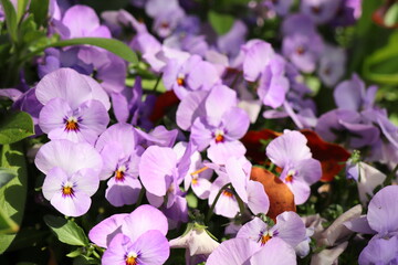 Fototapete bei efototapeten.de bestellen   