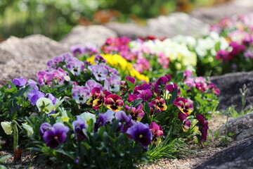 Obraz premium カラフルなパンジーの花壇