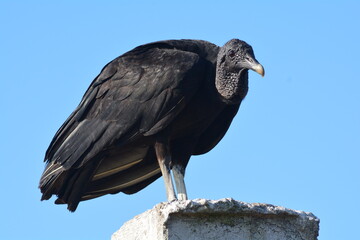 ZOPILOTE