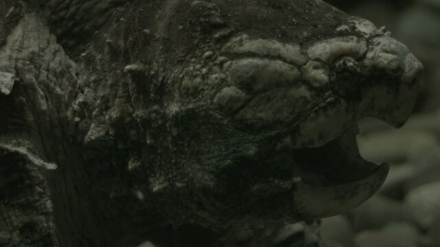 Alligator Snapping Turtle 2