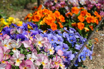 カラフルなビオラの花壇