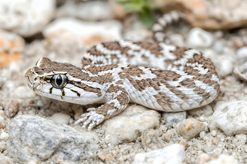 Obraz premium Close-up of a young, light-colored desert rattlesnake resting on rocks. Its scales and eyes are sharply in focus.