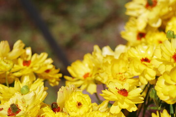 黄色のラナンキュラスラックス