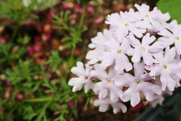 薄いピンク色のタピアン