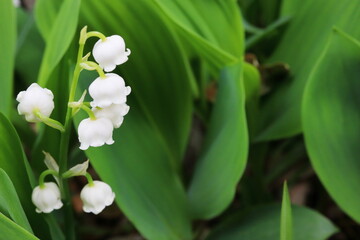白いドイツスズランの花