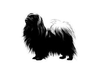A majestic black and white Pekingese dog stands proudly in profile showcasing its luxurious long fur coat against a plain white background.