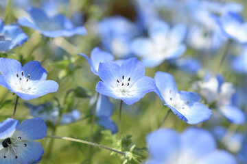 ネモフィラの群生