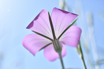 光を透過して見上げるアグロステンマの花