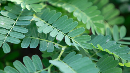 green leaf with dew drops