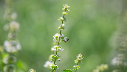 bee fly on a flower in garden