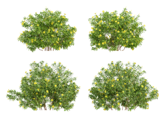 3d of flower plants allamanda cathartica on transparent background, png illustration