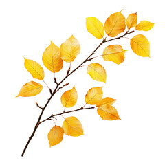 Naklejka premium A vibrant branch of autumn leaves showcasing bright yellow foliage against a transparent background, perfect for seasonal designs and nature-themed projects