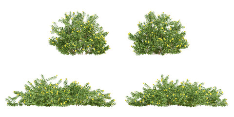 3d of flower plants allamanda cathartica on transparent background, png illustration