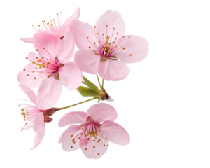 Vibrant Pink Cherry Blossoms Delicate Petals Closeup