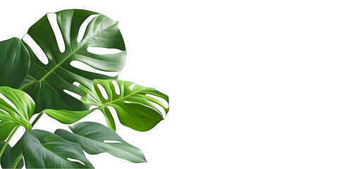Fototapeta premium Green Tropical Leaves Illustration Isolated on Transparent Background