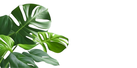 Green Tropical Leaves Illustration Isolated on Transparent Background