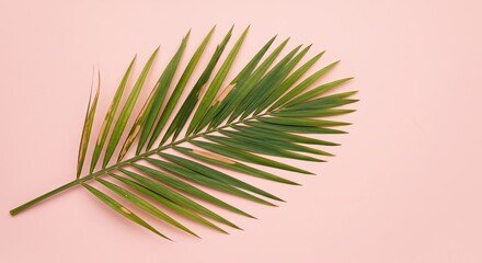 Fototapeta premium Palm Leaf on Pink Background