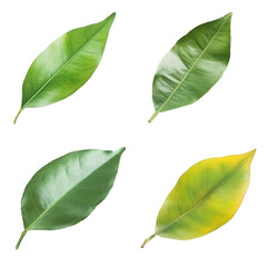 Fototapeta premium Illustration Of Four Green Leaves With Transparent Black Background And Realistic Style