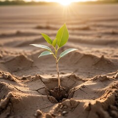 Resilient seedling emerges from cracked earth, illuminated by warm sunlight
