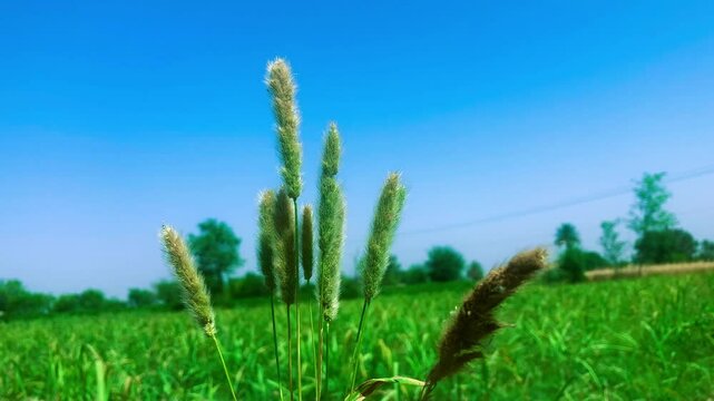 Green millet crop field with blue sky and natural rural landscape in bright sunny day
