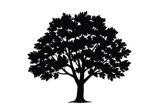 Fig tree silhouette. This image shows a black silhouette of a fig tree with detailed branches and foliage, also known as a ficus tree or fig plant. Vector clipart illustration design.