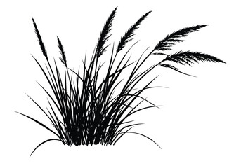 Prairie grass silhouette. This image shows a black silhouette of prairie grass with tall blades and feathery plumes, also known as wild grass or meadow grass. Vector clipart illustration design.