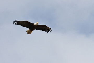 An American bald eagle (Haliaeetus leucocephalus) soars through an Alaska spring sky.