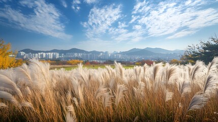 The tranquility of the Haneul Park, with vast fields of silver grass and sweeping views of Seoul