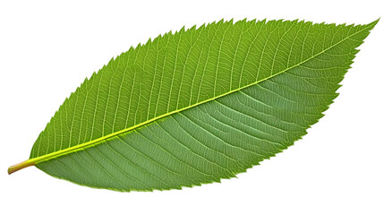 Fototapeta premium Isolated Green Leaf Illustration With Transparent Background